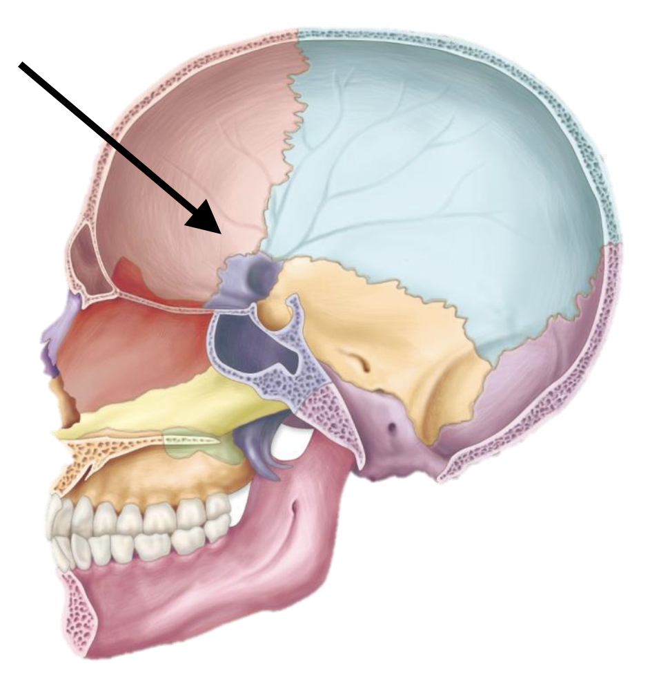 <p>Name the bone</p>