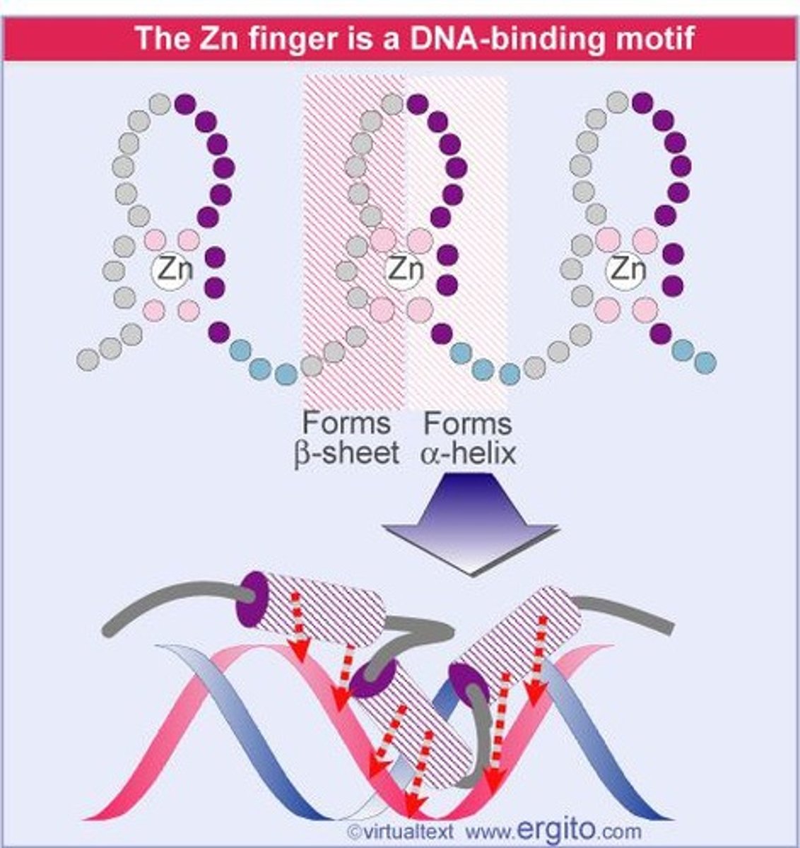 <p>DNA-binding motif using zinc ions for stability.</p>