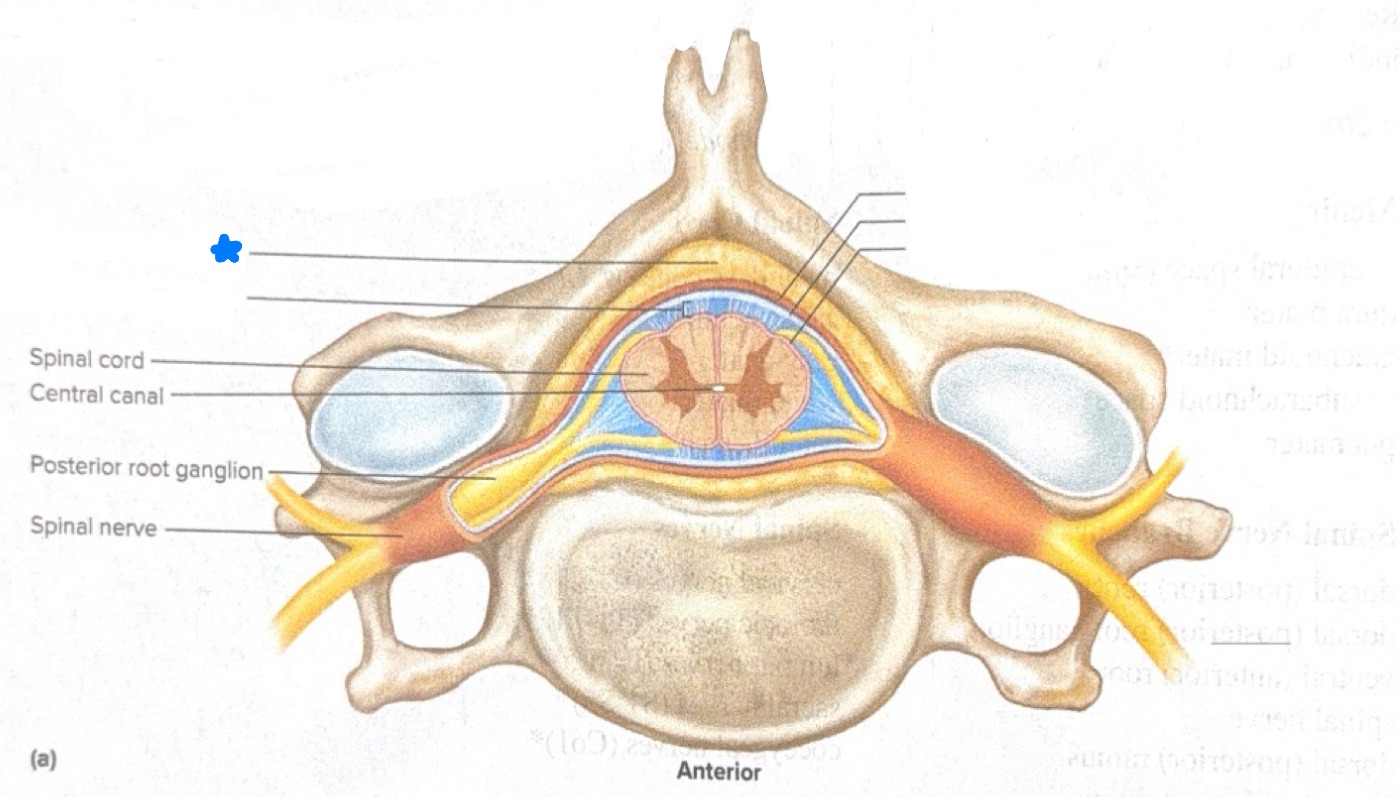 <p>Name what is starred in blue</p>