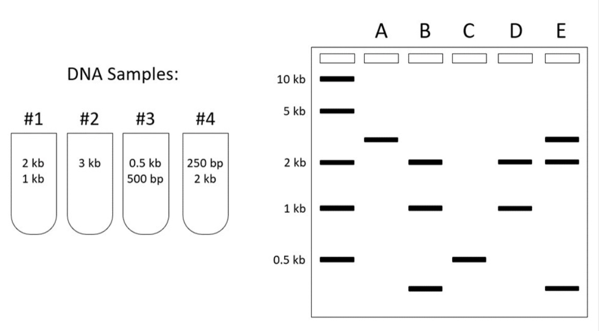 <p>You are running four different DNA samples (#1, #2, #3, #4) on a gel. For each of the following questions, determine which lane on the gel (A-E) shows the results you would predict to observe.</p><p>Lane that shows the results of running Sample #1 and Sample #4 together:</p><p>A) Lane D</p><p>B) Lane B</p><p>C) Lane C&nbsp;</p><p>D) Lane E&nbsp;</p><p>E) Lane A</p>