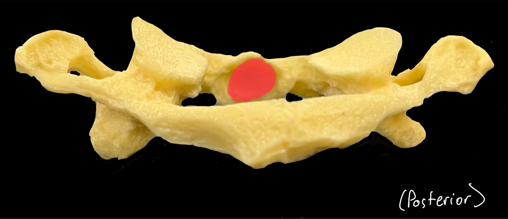 What is highlighted in red?