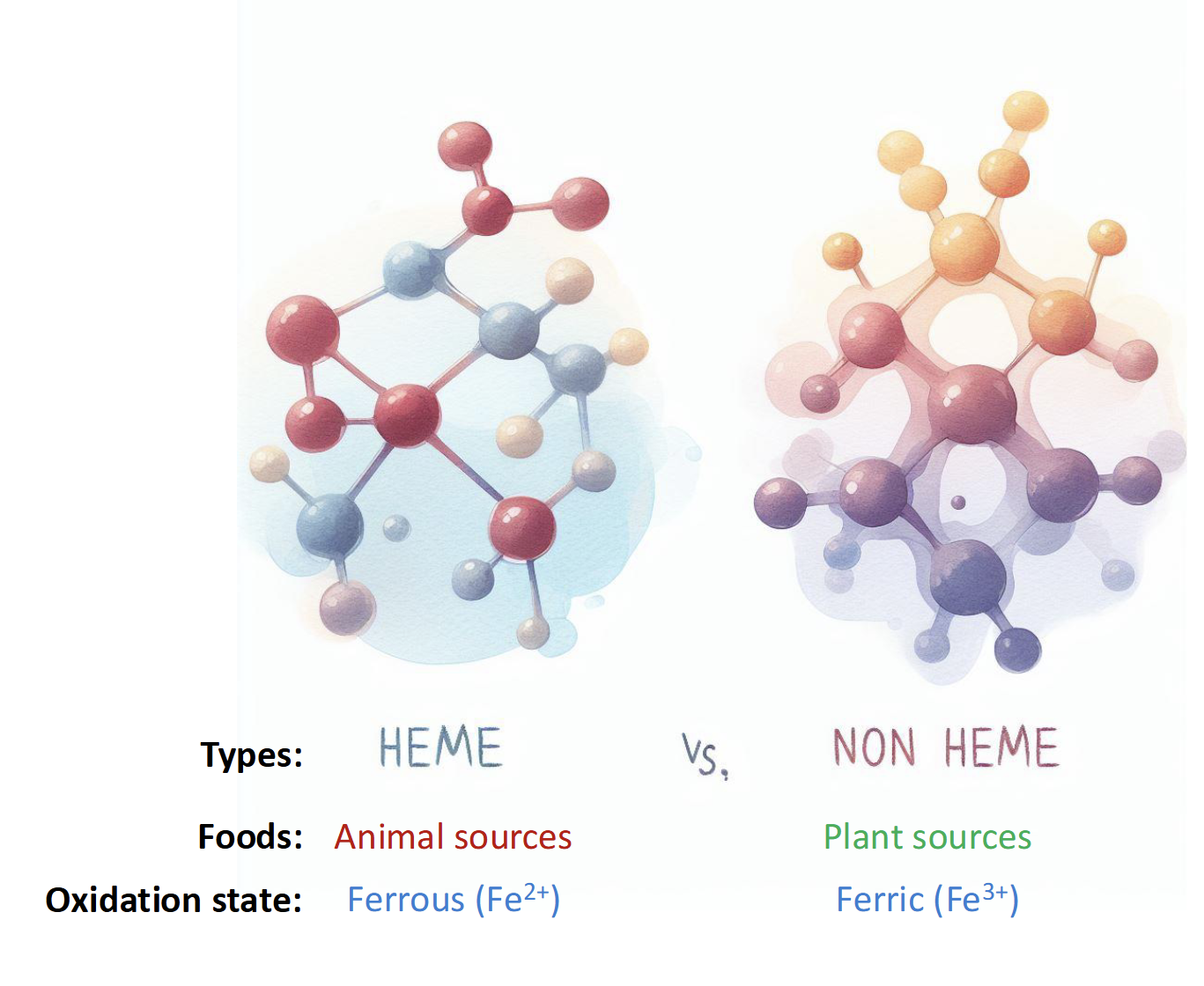 <p>Heme-Bound(animal)</p><ul><li><p>15-40% absorbed</p></li></ul><p>Non-Heme Bound(plants)</p><ul><li><p>5-12% absorbed</p></li></ul><p>NOTE: IRON Is poorly absorbed</p>