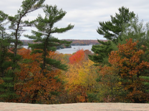 <p>Climate: <strong>cool winters</strong> and <strong>warm summers </strong>moderated by water bodies</p><p>Vegetation: <strong>deciduous</strong> (birch, aspen, maple, oak) and <strong>coniferous</strong> (spruce, pine) tree species</p><p>Physiography: <strong>large forests</strong> surrounded by <strong>bodies of water</strong></p><p>Location: Southern <strong>Ontario</strong> and <strong>Quebec</strong></p>