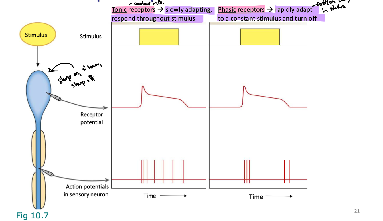 <p><strong>slowly adapting</strong>, respond throughout stimulus</p><p></p><p>don’t adapt to stimulus touching them so they constantly are active while stimuli are making contact</p>