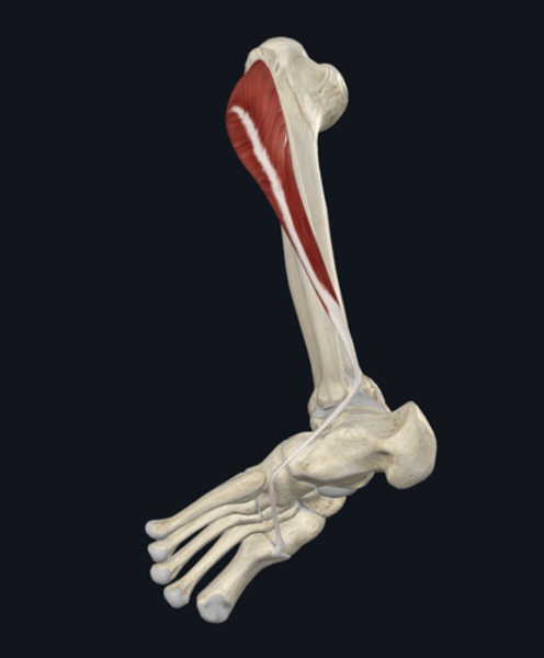 <p>name the yellow highlighted muscle </p>