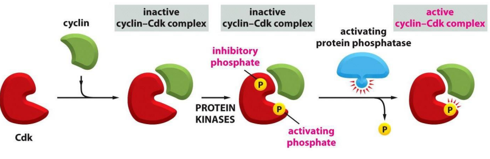<p>- bound by a cyclin AND</p><p>- phosphorylated at one site AND</p><p>- dephosphorylated at another site</p><p>.</p><p>- protein kinases phosphorylate the inactive Cyclin-Cdk complex</p><p>- removal of the inhibitory phosphate allows it to get activated</p>
