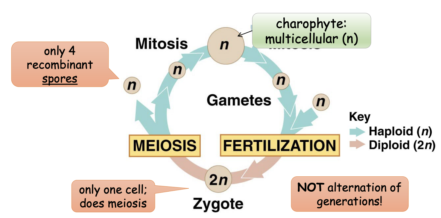 <ul><li><p>only multicellular is haploid </p></li><li><p>zygote does meiosis to produce only 4 diverse offspring</p></li><li><p>only 4 recombinant <u>spores</u></p></li><li><p>only one cell; does meiosis</p></li><li><p><strong>NOT</strong> alternation of generations</p></li></ul><p></p>