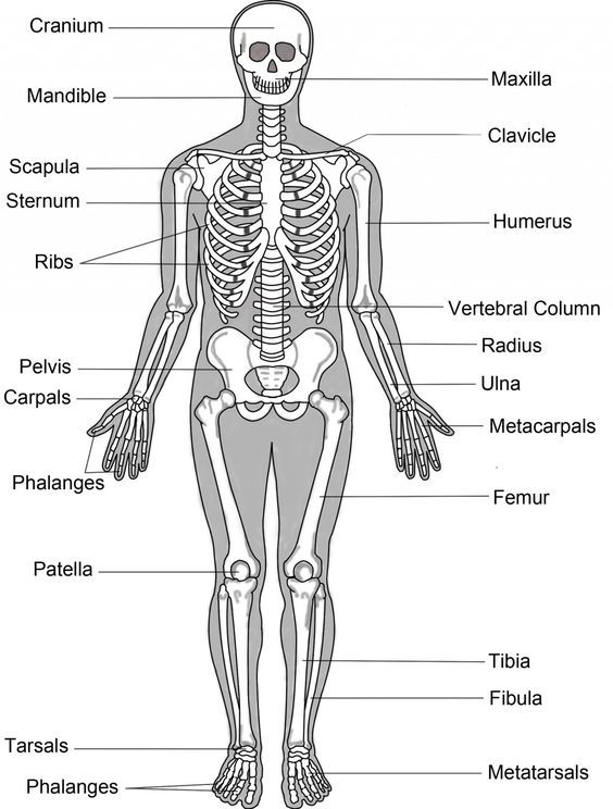 skeletal system