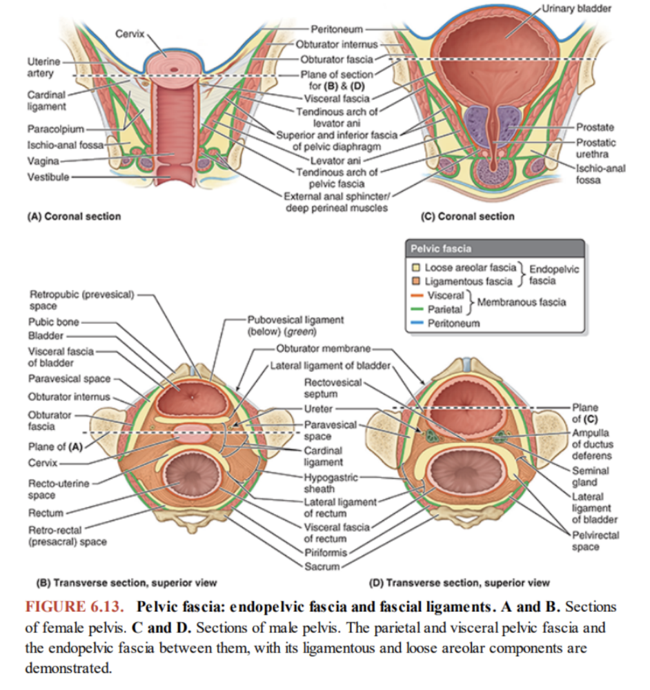 <ul><li><p>Lines the pelvic walls, surrounds bases of pelvic viscera, &amp; forms sheaths around blood vessels &amp; nerves that course medially from the pelvic walls to reach the viscera in the midline </p></li><li><p>This pelvic fascia is a continuation of the extraperitoneal connective tissue layer found in the abdomen, with both parietal &amp; visceral compartments </p></li><li><p>In women (A) — </p><ul><li><p>A rectovaginal septum separates the posterior surface of the vagina from the rectum </p></li><li><p>Condensations of fascia form ligaments extending from the cervix to the anterior (pubocervical ligament), lateral (transverse cervical or cardinal ligament), and posterior (uterosacral ligament) pelvic walls</p></li><li><p>These ligaments, along with the perineal membrane, levator ani muscles, &amp; perineal body, are thought to stabilize the uterus in the pelvic cavity </p><ul><li><p>Most important ligaments = transverse cervical or cardinal — extend laterally from each side of cervix &amp; vaginal vault to related pelvic wall</p></li></ul></li></ul></li><li><p>In men (B) </p><ul><li><p>A condensation of fascia around anterior &amp; lateral region of the prostate (prostatic fascia) contains &amp; surrounds the prostatic plexus of veins, continuous posteriorly with the rectovesical septum, which separates the posterior surface of the prostate &amp; base of the bladder from the rectum </p></li></ul></li></ul>