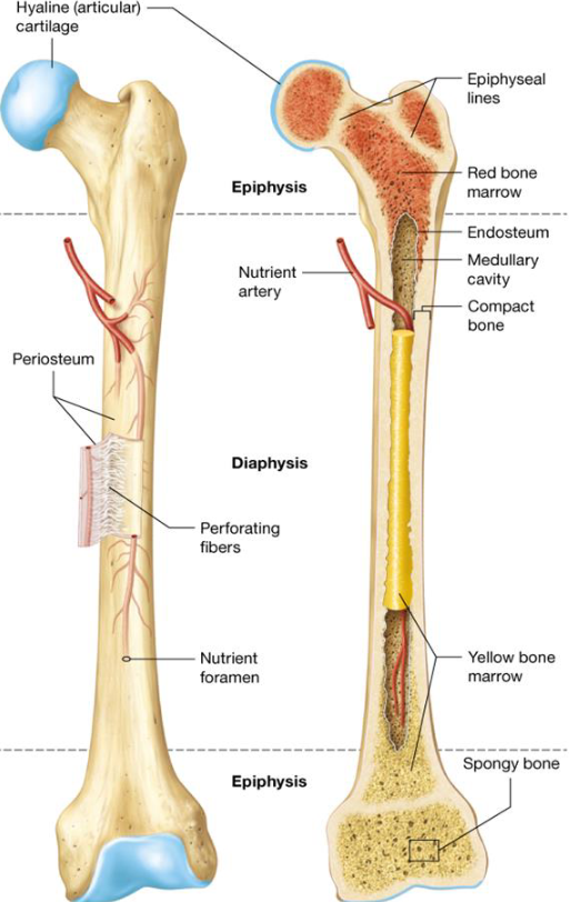 <ul><li><p>Long bones</p></li><li><p>2 rounded ends of long bones</p></li></ul><p></p>