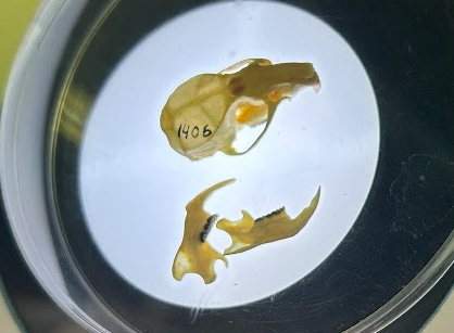 <p>Common Name?</p><p>Family?</p><p>Genus?</p>