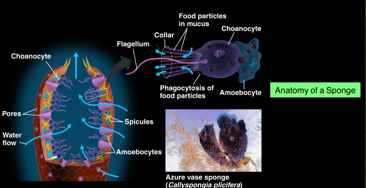 <p>AKA sponges</p><ul><li><p>live in both fresh and marine waters</p></li><li><p>lack true tissues and organs</p></li><li><p>suspension feeders - they capture food particles suspended in the water that pass through their body</p></li><li><p>Choanocytes, which are flagellated collar cells, generate a water current through the sponge to ingest suspended food</p></li><li><p><strong>Spongocoel</strong> - cavity with pores that draws water in</p></li><li><p><strong>Osculum</strong> - opening where water comes out</p></li></ul><p></p>