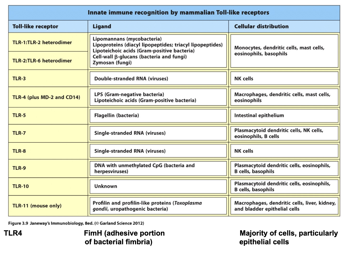 <ul><li><p>A family of <strong>Pattern Recognition Receptors (PRRs)</strong> in innate immunity.</p></li></ul><ul><li><p>Detect <strong>PAMPs</strong> (pathogen molecules) &amp; <strong>DAMPs</strong> (damage signals).</p></li><li><p>Located on <strong>cell surface</strong> (proteins, lipoproteins) or <strong>endosomes</strong> (DNA, RNA).</p></li><li><p>Humans have <strong>10 TLRs (TLR1–10)</strong>; mice have TLR1–9, 11.</p></li><li><p>Activation triggers signaling → <strong>inflammatory cytokines</strong> &amp; <strong>type I interferons</strong>.</p></li></ul><p></p><p>Memorize chart…</p><p></p>