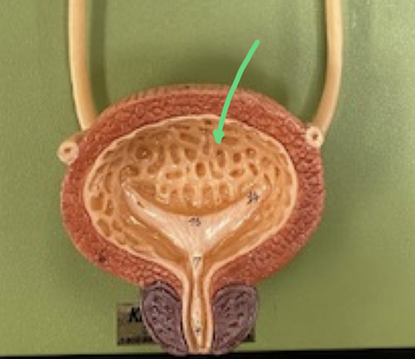 <p>mucosal folds on the internal surface of the urinary bladder;  Composed of Transitional epithelium</p>