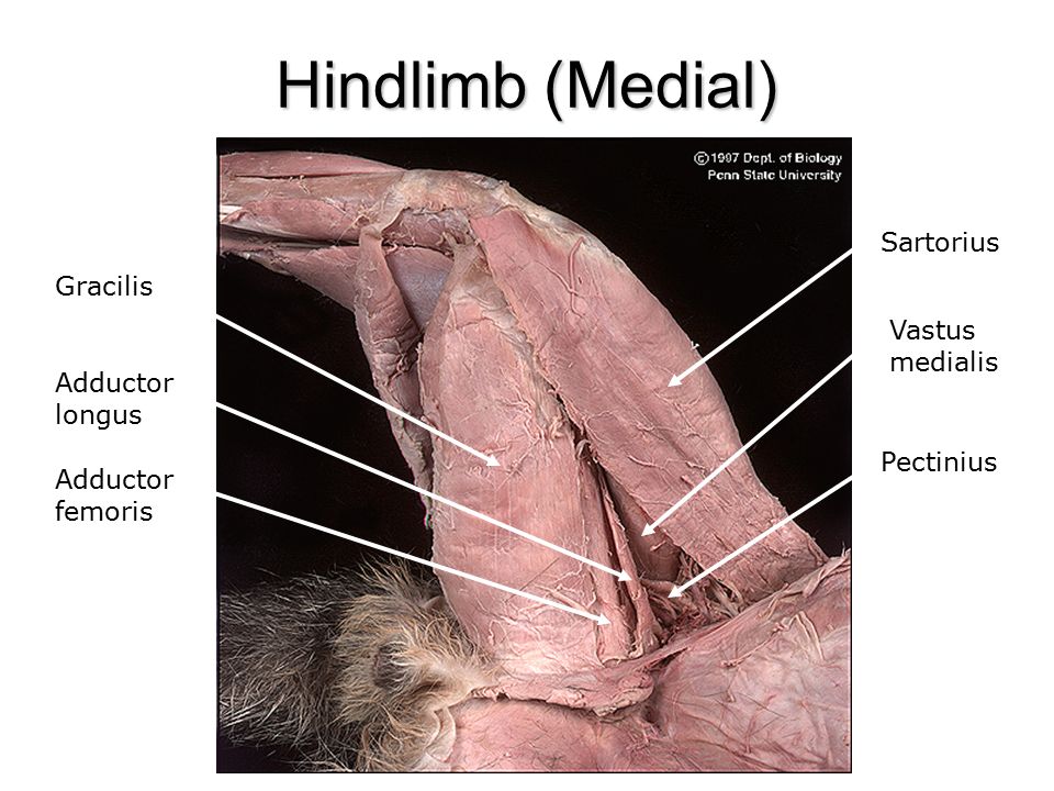 <p>Origin: Pubis and ischium</p><p>Insertion: Medial surface of knee and leg</p><p>Action: Adducts Thigh</p>