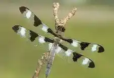 <p>Similar to Family Aeshnidae, but with smaller thoraxes and smaller tail thing and with non-touching eyes. Wings are same shape with one above the other on the thorax. Class Insecta, Order Odonata, called skimmers, chasers, darters, and perchers.</p>
