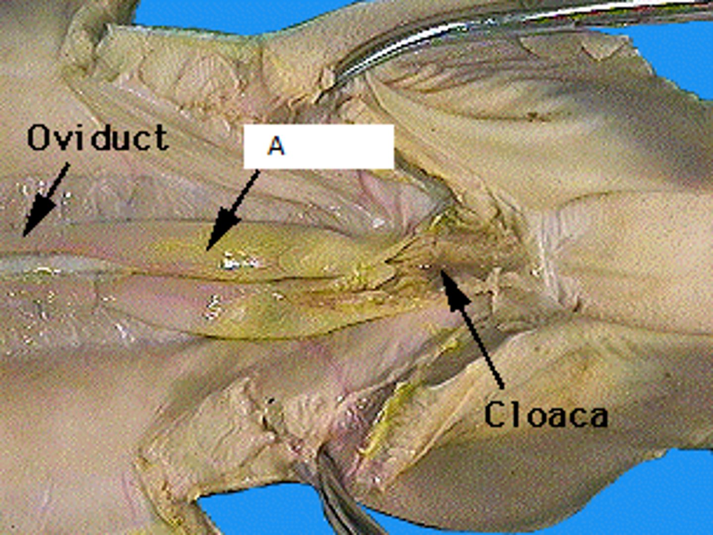 <p>Part Labeled A</p>