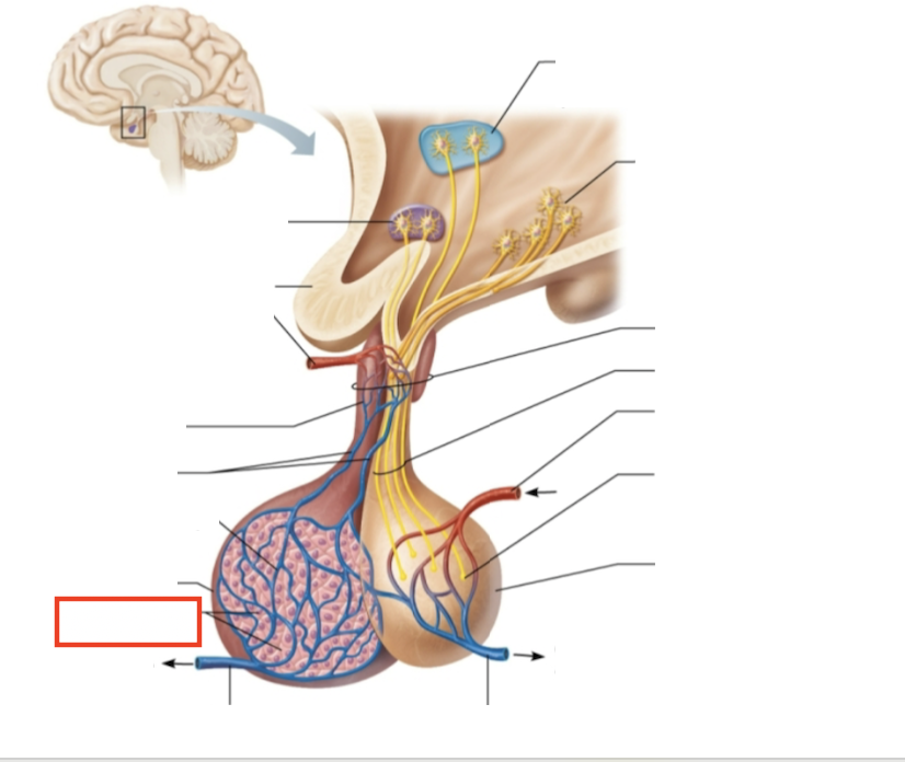 <p>What structure is highlighted?</p>
