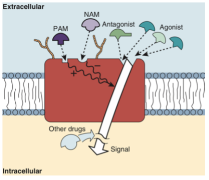 <ul><li><p><span><span>The receptor </span></span><span>may be located on or in the cell.</span></p></li></ul><ul><li><p><span>Respond to neurotransmitters, hormones, growth factors, cytokines, etc.</span></p></li><li><p><span><span>Must be linked to cellular response elements (ex. Ion channels, enzymes, second messengers, etc.)</span></span></p></li><li><p><span><span>Receptors are identified by radioligand binding. These ligands are then isolated and sequenced</span></span><span>, allowing us to understand their structure. </span><span><span>This </span></span><span>is an important step in drug design.</span></p></li><li><p><span>Drugs can bind to the receptor (allosterically or to the active site), or act on other substances in the signaling pathway to elicit a change.</span></p></li></ul><p></p>