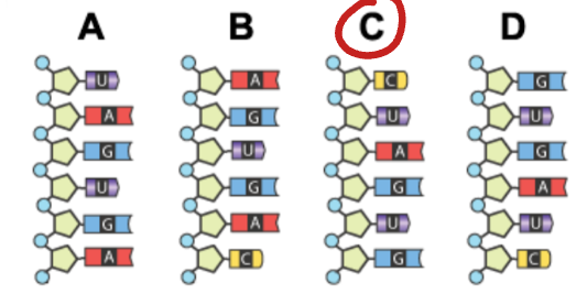 <p><span>Sequence C</span></p>