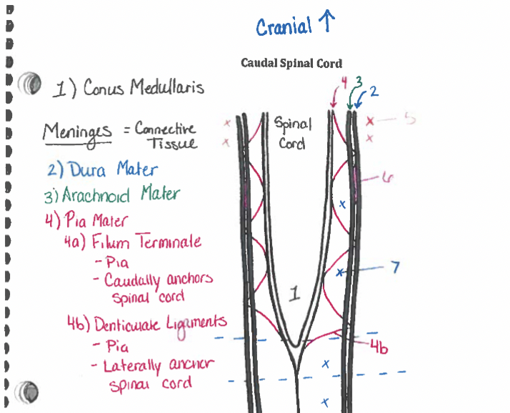 <p>Meninges</p>