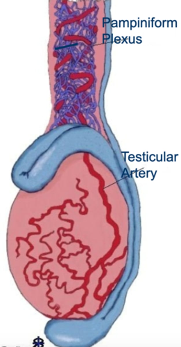 <p>provides a counter-current heat exchange- testicular artery is surrounded by a network of veins which allows blood reaching the testes to cool down by the time it gets there</p>
