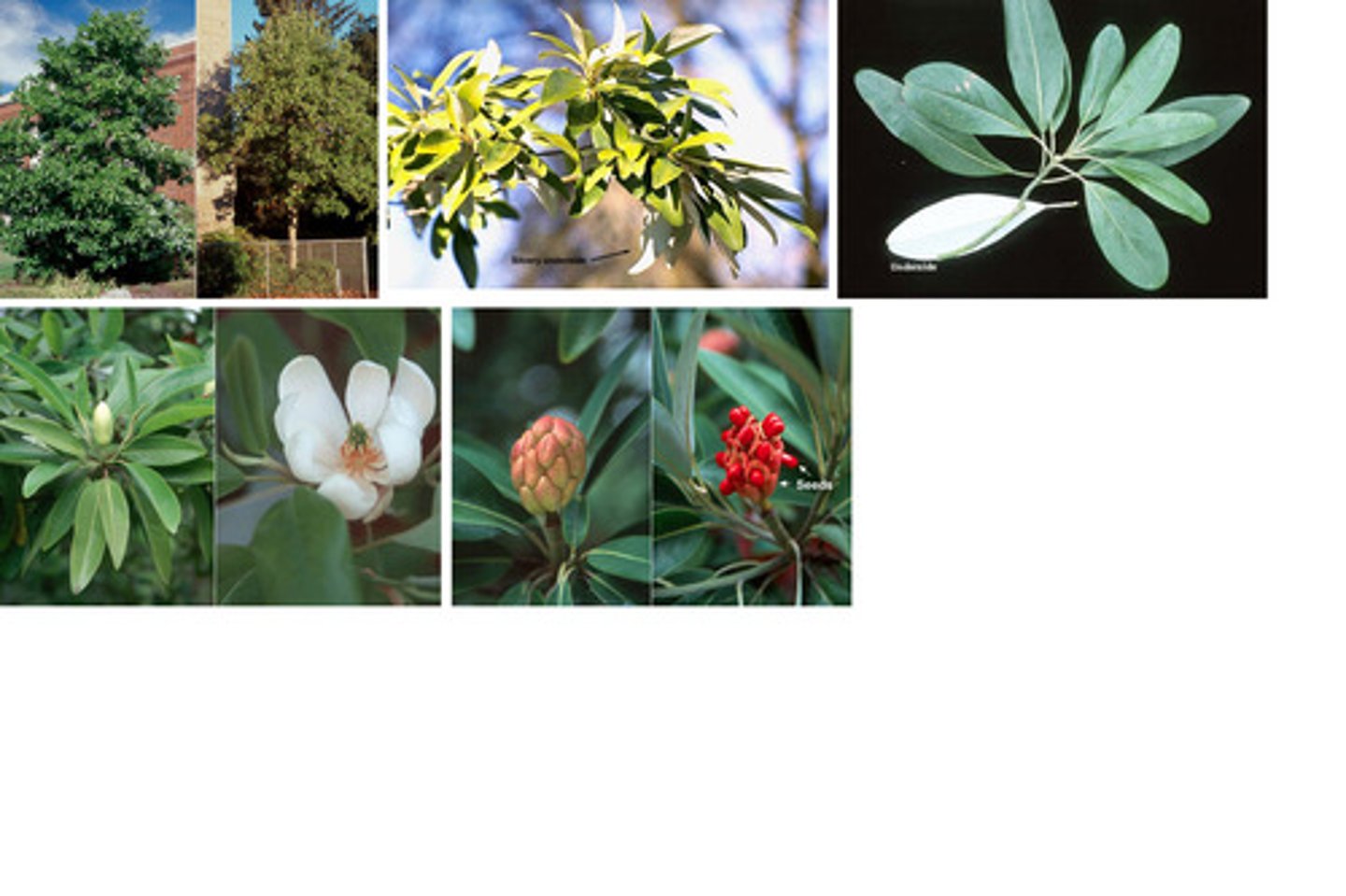 <p>sweetbay</p><p>Family: Magnoliaceae</p><p>- Bay Leaf</p>