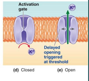 <p>-AG has a delayed opening that is triggered when threshold is reached</p><p>→ becomes fully open during falling phase of AP</p>
