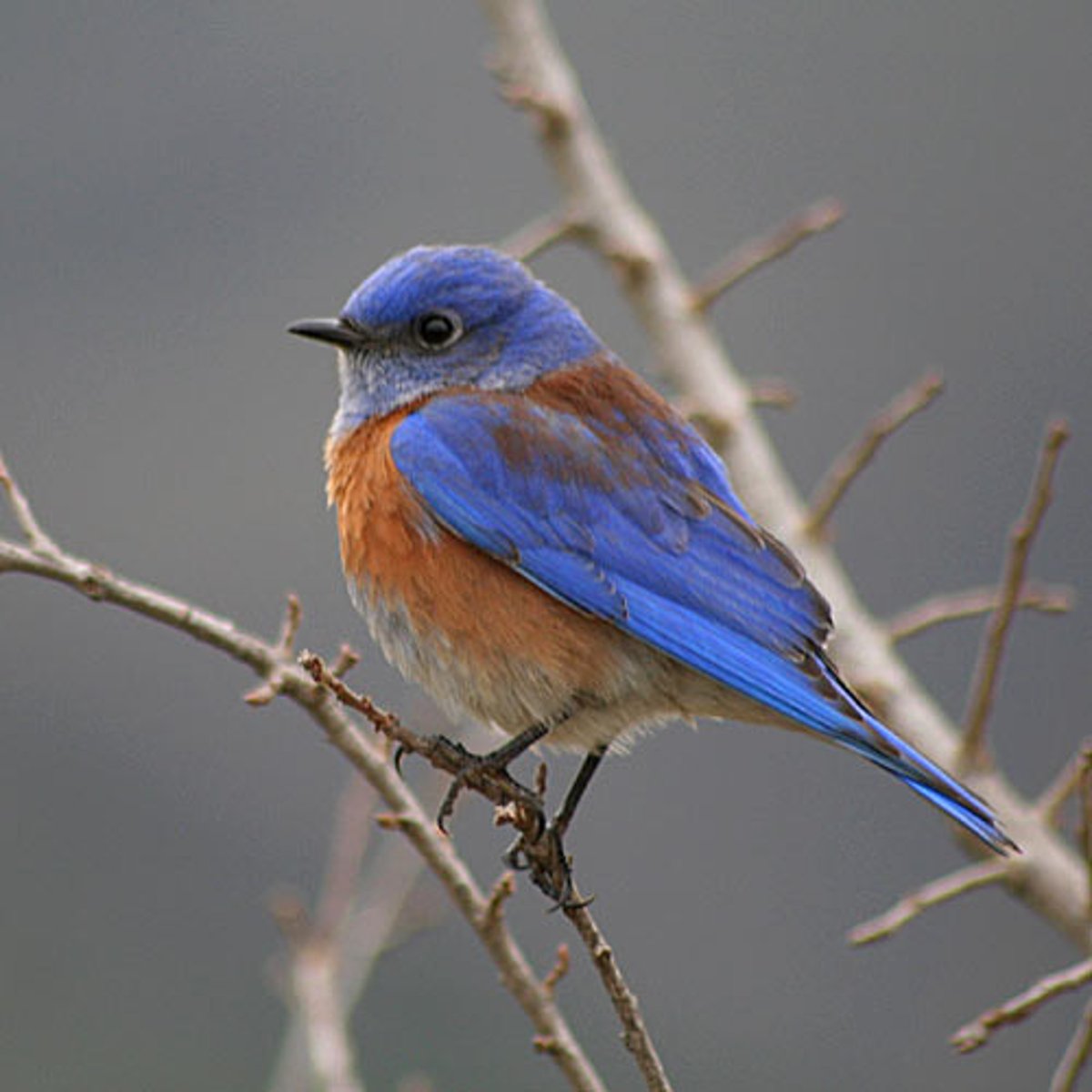 <p>Western Bluebird</p>