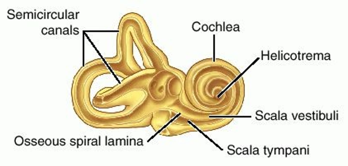 <p>the opening that connects the scala vestibuli and scala tympani chambers at the apex of the cochlea.</p>