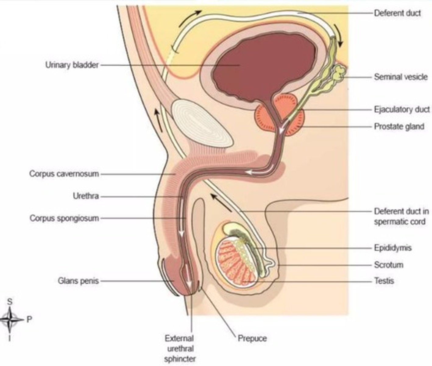 <p>- penis</p><p>- scrotum</p><p>- testes and epididymis</p><p>- spermatic cord</p><p>- prostate gland</p><p>- bulborethral glands</p><p>- seminal vessels</p>