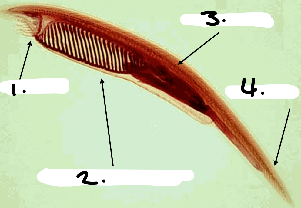 <p>Fill in the blanks on the pictures<br>Word Bank: Notochord, Oral Hood, Postanal tail, Pharynx/Pharyngeal gill slits</p>