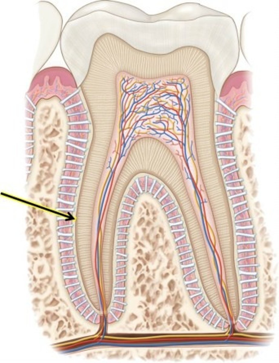 <p>is a bonelike substance which surrounds the dentin of the root and helps anchor the tooth</p>