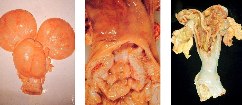 <p>Pyometra</p><p>DDX - what are each of these? Features?</p>