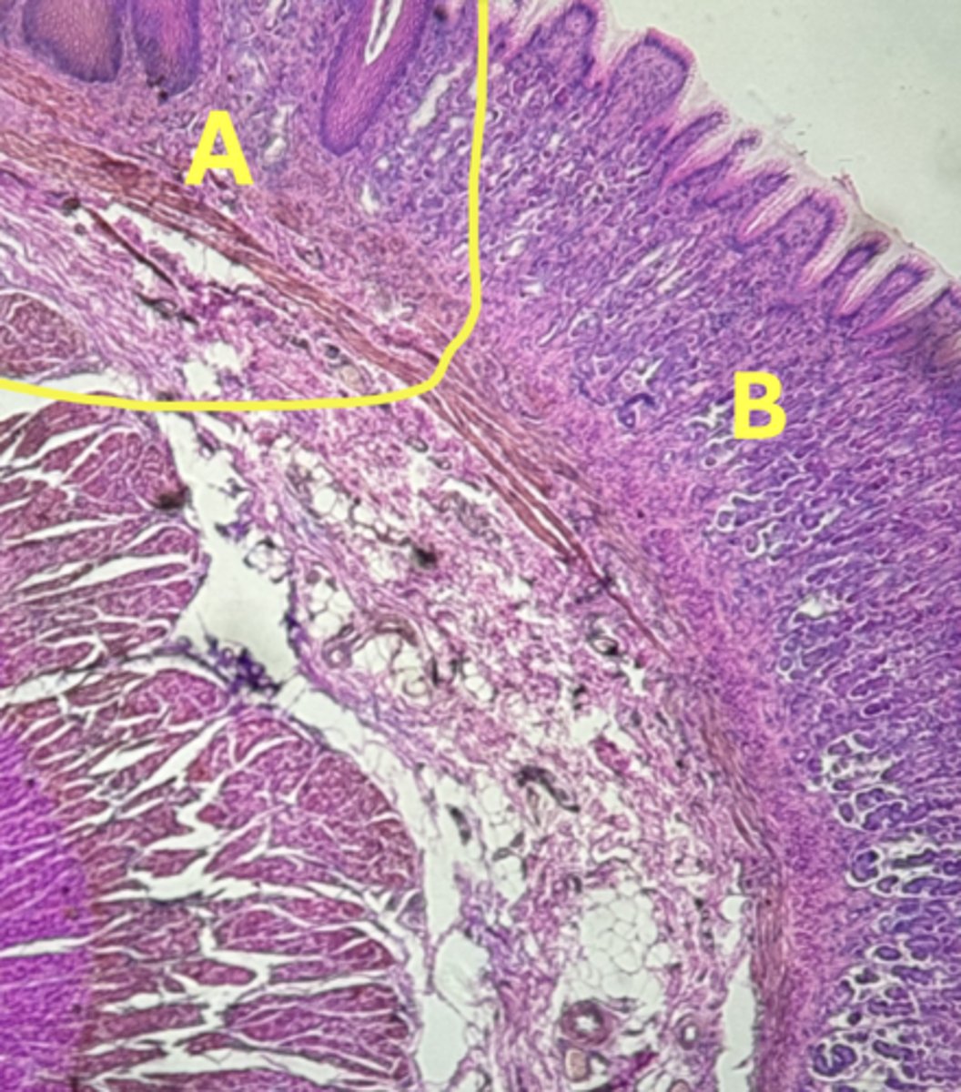 <p>Name the Tissue A & B</p>
