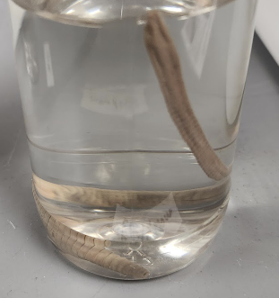 <p>What is in the jar?</p>