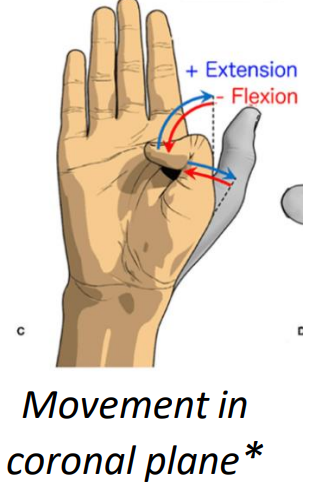 <p>flexor pollicis longus m. (flexion)</p>
