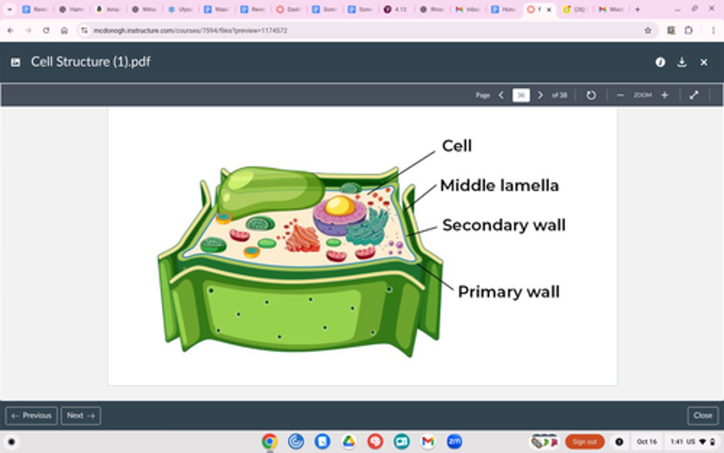 <p>PLANTS AND FUNGI ONLY</p><p>Structure</p><p>Made of cellulose (plants), chitin (fungi)</p><p>Function</p><p>Protect and maintain shape</p><p>^Cell wall is outside of cell membrane</p>