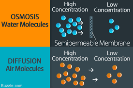 Diffusion is a type of osmosis.