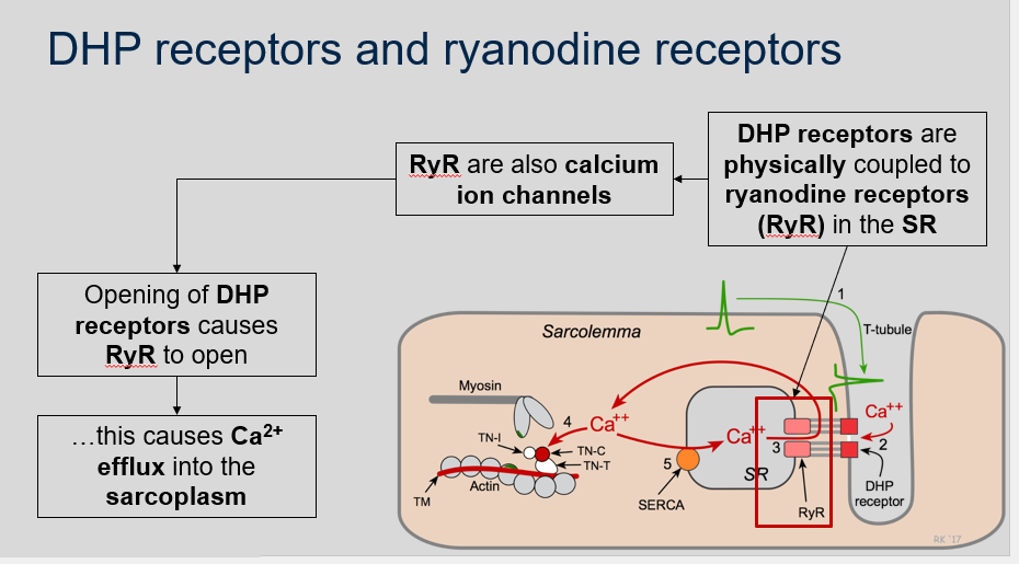 <p>DHP receptors are physically coupled to ryanodine receptors (RyR) in the SR.</p><p>RyR are calcium ion channels in the sarcoplasmic reticulum (SR) and they play a crucial role in muscle contraction. When DHP receptors open in response to depolarization of t-tubules, this triggers the opening of RyR, which causes Ca2+ efflux from the SR into the sarcoplasm.</p>