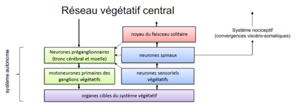 -localisé dans le bulbe
-constitue un cible principale des infos sensorielles végétatives
-il distribue les infos sensorielles végétatives qui vont déclenchées des réponses réflexes locales (projection vers les neurones préganglionnaires) et des réponses plus complexes (projection vers un "réseau végétatif central)
-vers l'hypothalamus
-vers les centres végétatifs de la formation réticulée