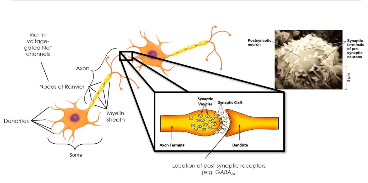 <p><span>The process by which neurons communicate using chemical messengers released at synapses.</span></p><p class="p1"><span>	</span></p><p class="p1"><span>Requires:</span></p><p class="p2"><span>Presynaptic neurotransmitter synthesis &amp; storage</span></p><p class="p2"><span>Vesicle fusion</span></p><p class="p2"><span>Receptor activation postsynaptically</span></p>