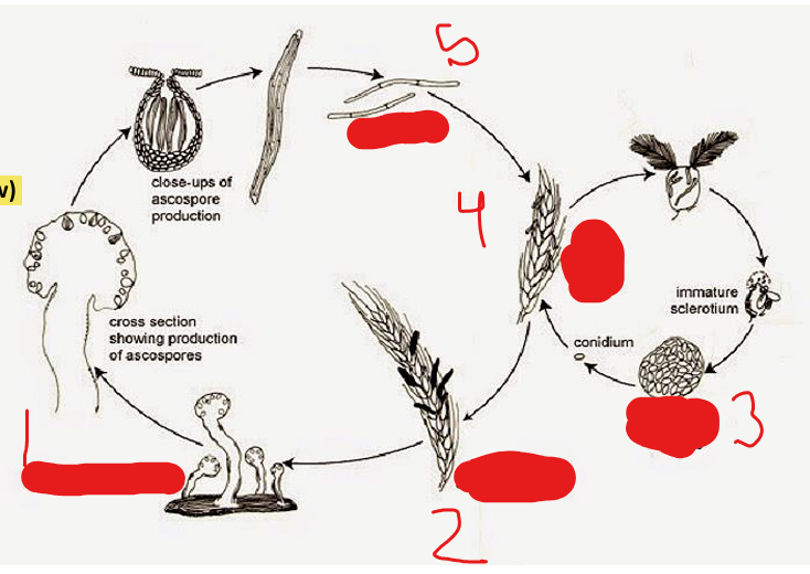<p>Claviceps purpurea life cycle</p>
