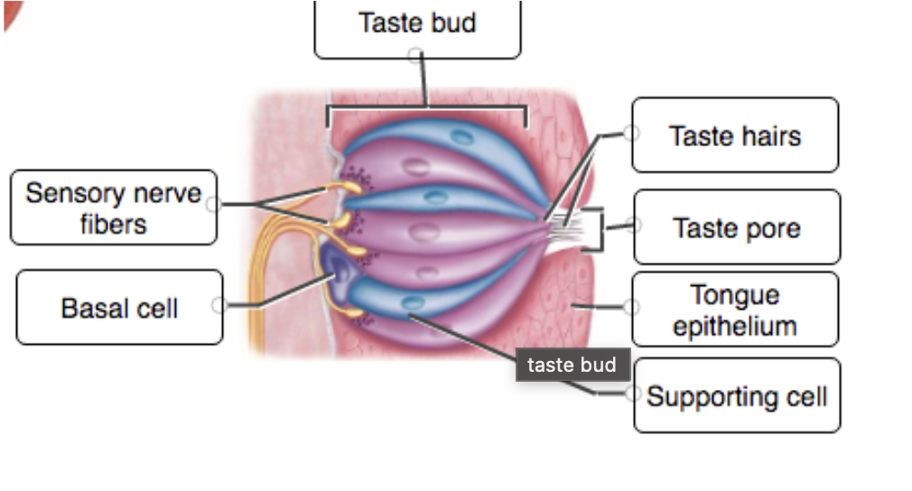 <p>Discuss the structure and location of gustatory receptors</p>