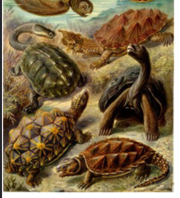 <p>in phylum chordata, subphylum vertebrata, turtles and tortoises, hard shell, bony plates fuse to vertebrae, turtles more aquatic and carnivorous, oviparous</p>