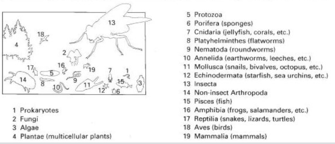 protozoa