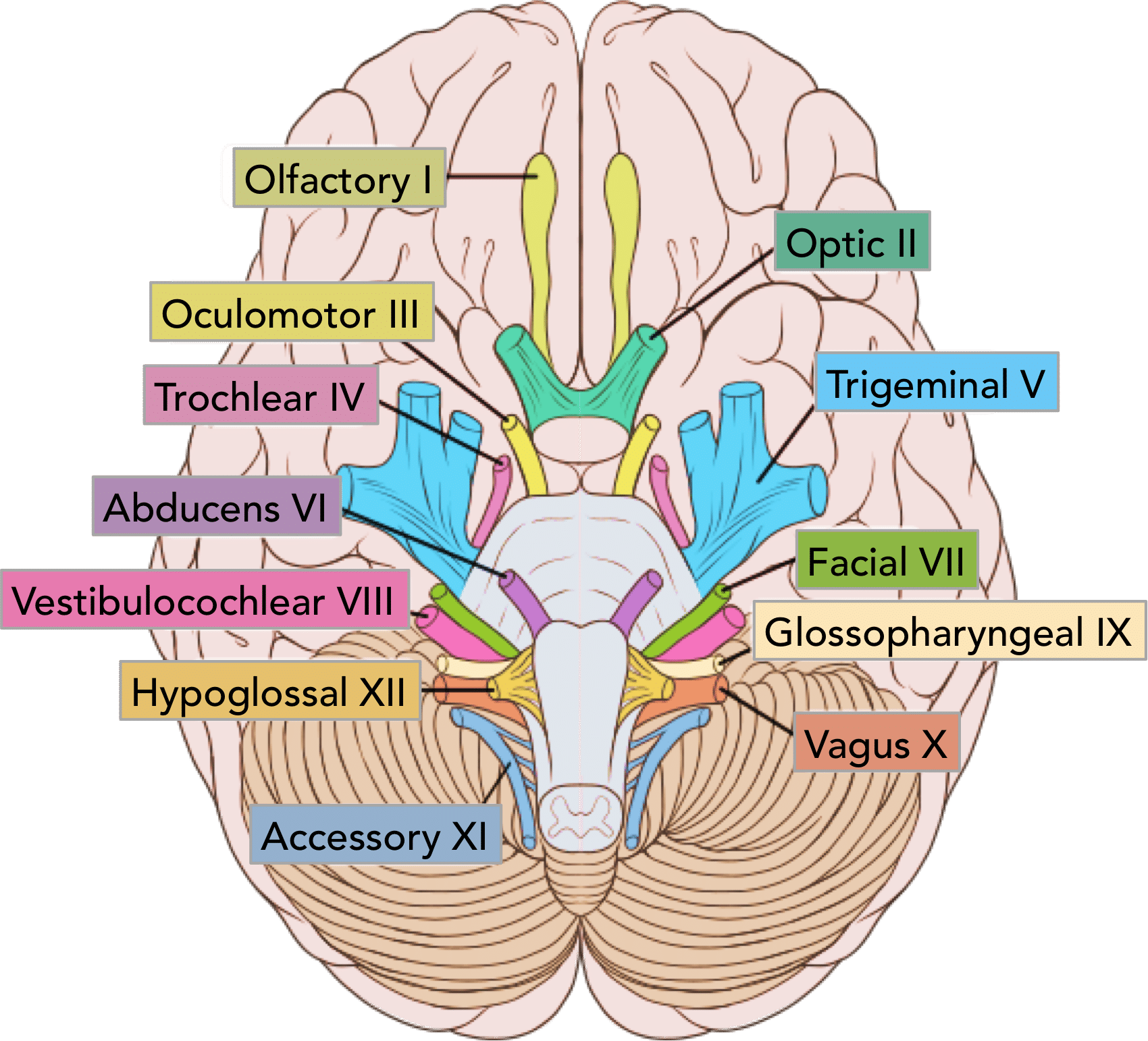 <p>nearly all phalangeal muscles, swallowing</p>