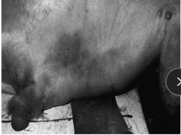 <p>Penile Hematoma in <span style="color: rgb(115, 90, 90)">ruminants</span></p>