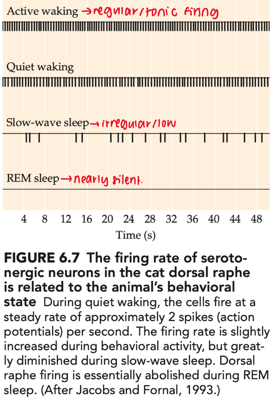 <ul><li><p>Natural states: <strong>awake = tonic/regular</strong>, <strong>SWS = reduced/irregular</strong>, <strong>REM = near-silent</strong></p></li><li><p><strong>cats: when awake = tonic firing (regular rate) → irregular w slow-wave sleep → stop firing during REM sleep</strong></p></li><li><p>DRN/MRN KO mice: <strong>slow tonic 5-HT drive → promotes NREM sleep</strong>; <strong>burst/phasic drive → promotes wakefulness</strong><br><span data-name="brain" data-type="emoji">🧠</span> <em>Takeaway:</em> DRN 5-HT controls arousal; <strong>rate + pattern</strong> determine <strong>sleep vs wake</strong>.</p></li></ul><p></p>