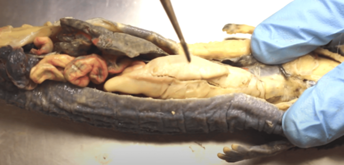 <p>stomach: digestion</p>